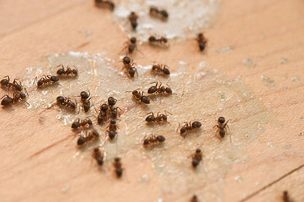 Best Pest Control Cost  in Byrdstown, TN