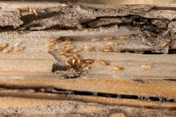 Best Residential Pest Control  in Byrdstown, TN