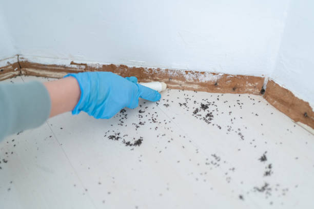 Best Mosquito Control Services  in Byrdstown, TN